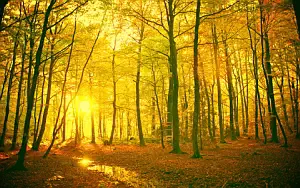 Forest wallpapers