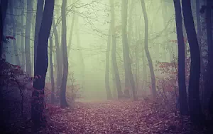 Forest wallpapers