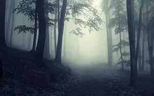 Forest wallpapers