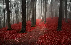 Forest wallpapers