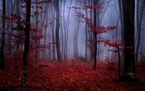 Forest wallpapers