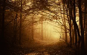 Forest wallpapers