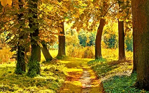 Forest wallpapers