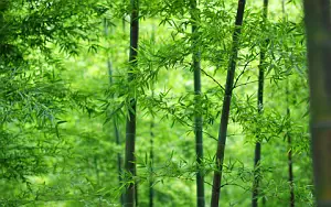Forest wallpapers