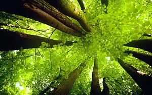 Forest wallpapers