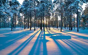 Forest wallpapers