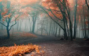 Forest wallpapers