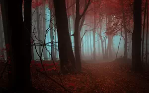 Forest wallpapers