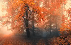 Forest wallpapers
