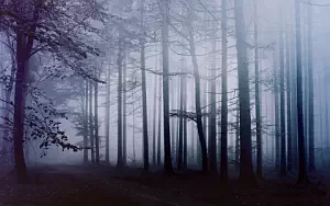 Forest wallpapers