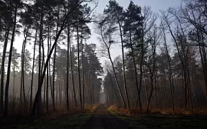 Forest wallpapers