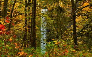 Forest wallpapers
