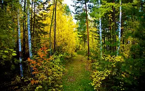 Forest wallpapers