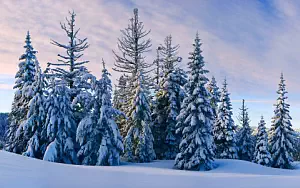 Winter wallpapers