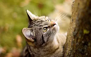 Cat wide wallpapers and HD wallpapers