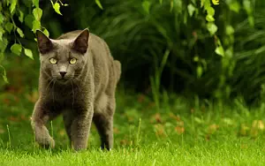 Cat wide wallpapers and HD wallpapers