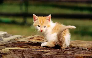 Cat wide wallpapers and HD wallpapers
