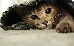 Cat wide wallpapers and HD wallpapers