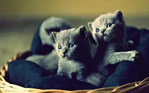 Cat wide wallpapers and HD wallpapers