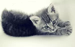 Cat wide wallpapers and HD wallpapers
