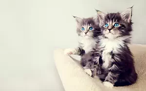 Cat wide wallpapers and HD wallpapers