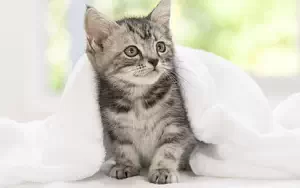 Cat wide wallpapers and HD wallpapers