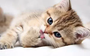 Cat wide wallpapers and HD wallpapers