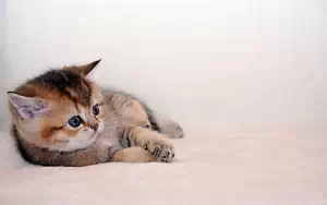 Cat wide wallpapers and HD wallpapers