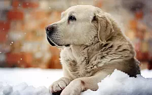 Dog wide wallpapers and HD wallpapers