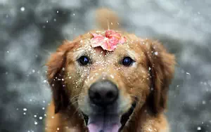 Dog wide wallpapers and HD wallpapers