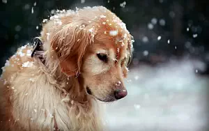 Dog wide wallpapers and HD wallpapers