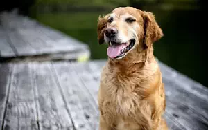 Dog wide wallpapers and HD wallpapers