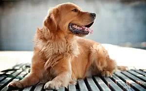 Dog wide wallpapers and HD wallpapers
