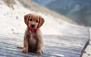 Dog wide wallpapers and HD wallpapers