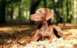 Dog wide wallpapers and HD wallpapers