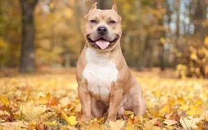 Dog wide wallpapers and HD wallpapers