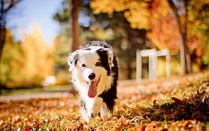 Dog wide wallpapers and HD wallpapers