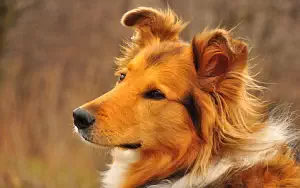 Dog wide wallpapers and HD wallpapers