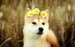 Dog wide wallpapers and HD wallpapers