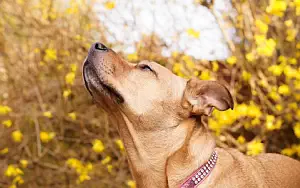 Dog wide wallpapers and HD wallpapers