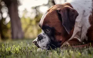 Dog wide wallpapers and HD wallpapers