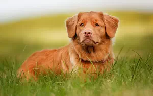 Dog wide wallpapers and HD wallpapers