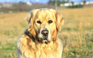 Dog wide wallpapers and HD wallpapers