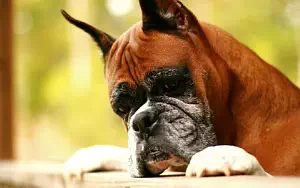 Dog wide wallpapers and HD wallpapers
