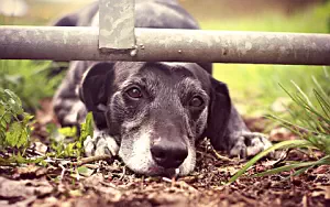 Dog wide wallpapers and HD wallpapers