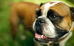 Dog wide wallpapers and HD wallpapers
