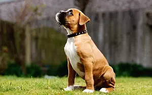 Dog wide wallpapers and HD wallpapers