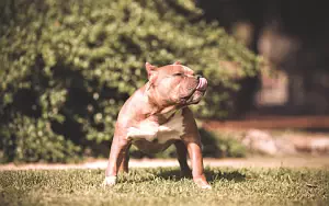 Dog wide wallpapers and HD wallpapers