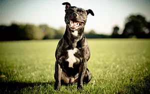 Dog wide wallpapers and HD wallpapers