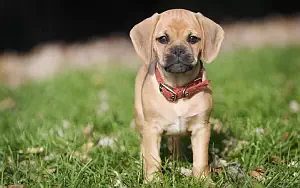 Dog wide wallpapers and HD wallpapers